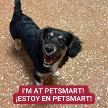 Rescue Mixed Breed Dogs for Adoption in Carrollton, Texas - String Cheese | PetCurious