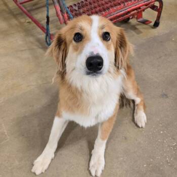 Ginger -  Australian Shepherd and Mixed Breed Dog for Adoption in Williston, Florida - Ginger | PetCurious