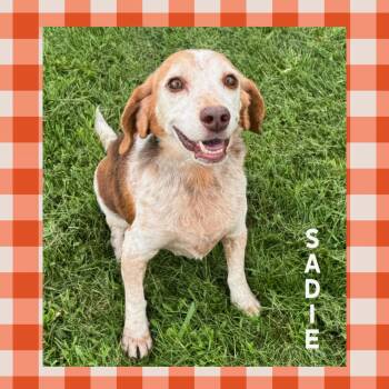 Sadie -  Beagle Dog for Adoption in Mokena, Illinois - Sadie | PetCurious