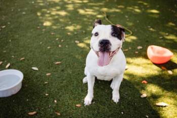 Rescue Pit Bull Terrier and Mixed Breed Dogs for Adoption in Orlando, Florida - DUQUESA | PetCurious