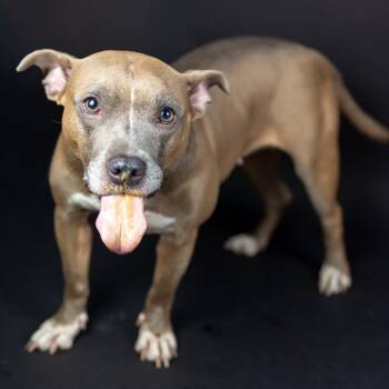 FIFA -  Pit Bull Terrier Dog for Adoption in Austell, Georgia - FIFA | PetCurious