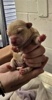 PEACH -  Terrier and Mixed Breed Dog for Adoption in San Bernardino, California - PEACH | PetCurious