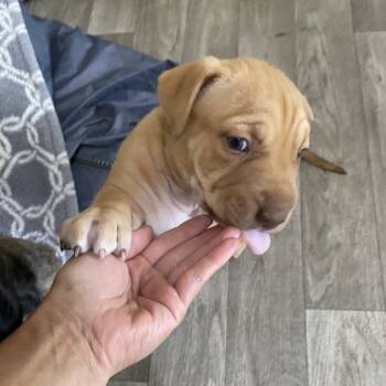 Skye -  Boxer and Terrier Dog for Adoption in Escondido, California - Skye | PetCurious
