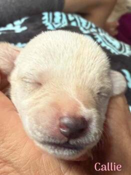 Callie (AL) -  Chihuahua Dog for Adoption in New York, New York - Callie (AL) | PetCurious