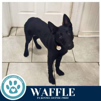 Labrador Retriever and Shepherd Dogs Available for Adoption - Waffle (Rydell Potato Pups) 032126 | PetCurious