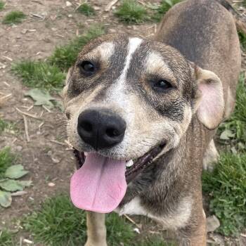 Thunder Twinkle -  Bulldog and Hound Dog for Adoption in Andover, Massachusetts - Thunder Twinkle | PetCurious