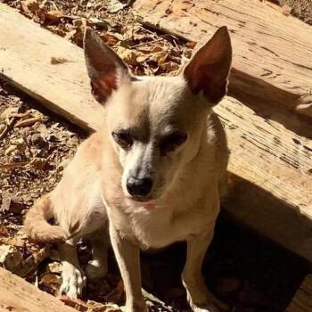 Nonie -  Chihuahua and Mixed Breed Dog for Adoption in Las Vegas, Nevada - Nonie | PetCurious