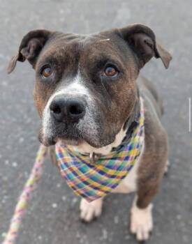 Mixed Breed Dogs Available for Adoption - HOLLY | PetCurious