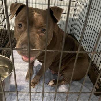 Girl -  Mixed Breed Dog for Adoption in Port Charlotte, Florida - Girl | PetCurious