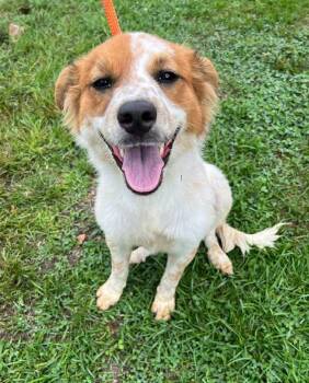 Rescue Mixed Breed Dogs for Adoption in Goshen, Kentucky - Alexis | PetCurious