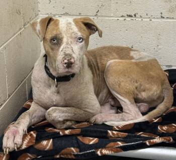 Pit Bull Terrier Dogs Available for Adoption in Rowlett, Texas - Ozark | PetCurious