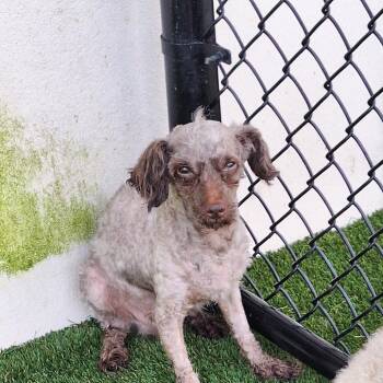Fifi LaRue 5991- -  Poodle and None Dog for Adoption in Loxahatchee Groves, Florida - Fifi LaRue 5991- | PetCurious