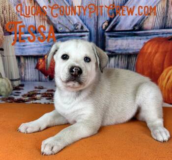 Tessa -  Husky and Labrador Retriever Dog for Adoption in Toledo, Ohio - Tessa | PetCurious