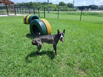 A1278312 -  Siberian Husky and Mixed Breed Dog for Adoption in Winter Haven, Florida - A1278312 | PetCurious