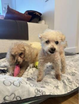Maltese Dogs Available for Adoption - Bella | PetCurious