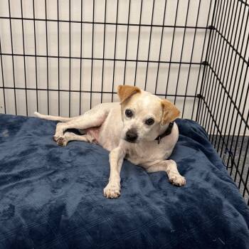 Rescue Mixed Breed Dogs for Adoption in Houston, Texas - Harley Fka Burrata | PetCurious