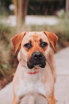 94127a Scone -  Labrador Retriever and Mixed Breed Dog Available for Adoption in North Charleston, South Carolina - 94127a Scone | PetCurious