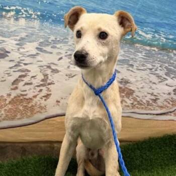 Bear -  Mixed Breed Dog for Adoption in San Francisco, California - Bear | PetCurious