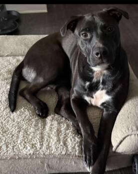 Rescue Pit Bull Terrier and English Springer Spaniel Dogs for Adoption in Kannapolis, North Carolina - Pepper | PetCurious