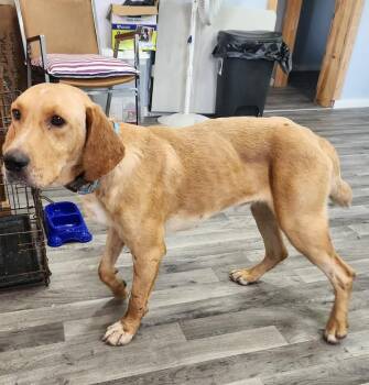 Rescue Hound Dogs for Adoption - Festus | PetCurious