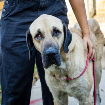 Mastiff Dogs Available for Adoption in Hattiesburg, Mississippi - Pharaoh | PetCurious