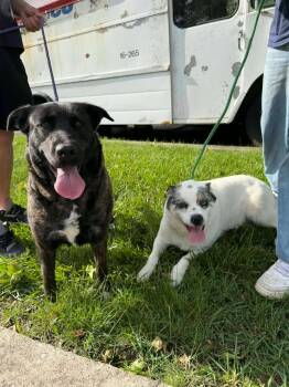 Anatolian Shepherd and Australian Cattle Dog Blue Heeler Dogs Available for Adoption in Bayport, New York - Daisy & Luna | PetCurious