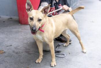 Mamba -  Mixed Breed Dog for Adoption in Terre Haute, Indiana - Mamba | PetCurious