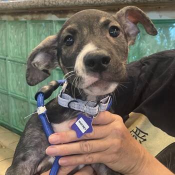 Whitney -  Mixed Breed Dog for Adoption in San Francisco, California - Whitney | PetCurious