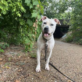 Pit Bull Terrier Dogs Available for Adoption in Austin, Texas - Angie | PetCurious