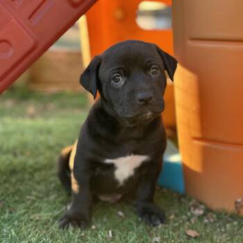 Black Labrador Retriever and Catahoula Leopard Dog Dogs Available for Adoption - Sweet William | PetCurious