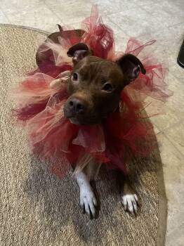 Rescue Pit Bull Terrier Dogs for Adoption in Islip Terrace, New York - Penny | PetCurious