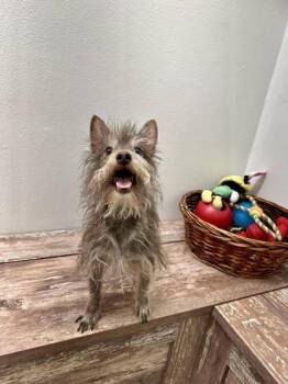 Yorkshire Terrier and Mixed Breed Dogs Available for Adoption in Scottsbluff, Nebraska - Mikey | PetCurious
