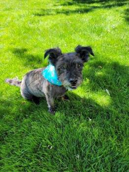 Knox -  Cairn Terrier Dog for Adoption in Chatham, Ontario - Knox | PetCurious