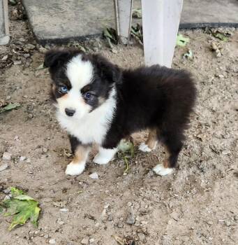 Rain -  Australian Shepherd Dog for Adoption in Liberty Center, Ohio - Rain | PetCurious