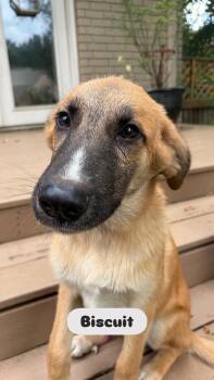 Biscuit -  Australian Shepherd and Golden Retriever Dog for Adoption - Biscuit | PetCurious