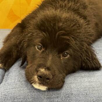Border Collie and Golden Retriever Dogs Available for Adoption - Sandusky | PetCurious