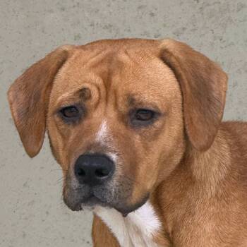 Rescue Mixed Breed Dogs for Adoption in Ottawa, Kansas - Butterscotch | PetCurious