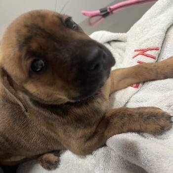 Bill -  Rottweiler and Mixed Breed Dog for Adoption in Richmond Hill, Georgia - Bill | PetCurious