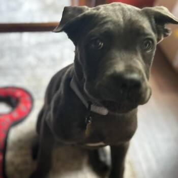 Dallas -  Mixed Breed Dog for Adoption in Manchester, Pennsylvania - Dallas | PetCurious
