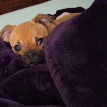 Pug and Mixed Breed Dogs Available for Adoption in Henderson, Nevada - Zan | PetCurious