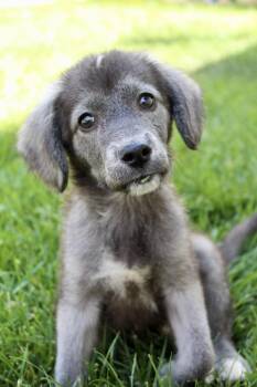 Cocker Spaniel Dogs Available for Adoption in Rialto, California - Ollie | PetCurious