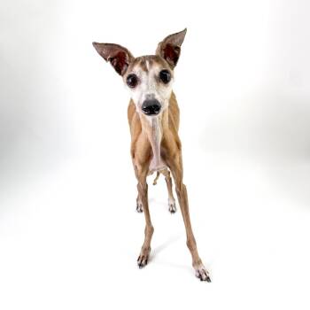 Thomas -  Italian Greyhound Dog for Adoption in Scottsdale, Arizona - Thomas | PetCurious