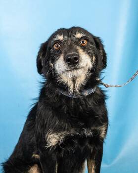 Retriever and Terrier Dogs Available for Adoption in Minneapolis, Minnesota - Rita | PetCurious