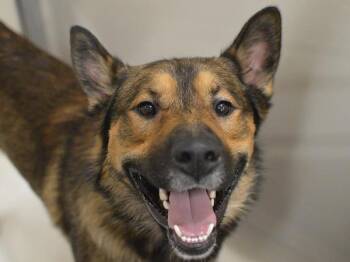 Crowley -  German Shepherd Dog and Australian Cattle Dog Blue Heeler Dog for Adoption in Portland, Oregon - Crowley | PetCurious