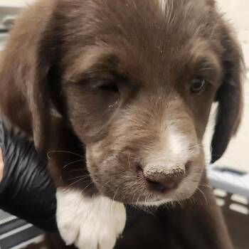 Rogue -  Mixed Breed Dog for Adoption in Murray, Utah - Rogue | PetCurious