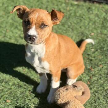 Boxer and Terrier Dogs Available for Adoption - Pumpkin Spice - Such A Sweet Girl! | PetCurious