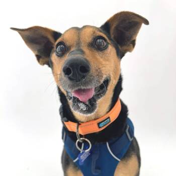 Swim Trunks 14348 -  Manchester Terrier Dog for Adoption in San Francisco, California - Swim Trunks 14348 | PetCurious