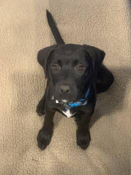 Labrador Retriever and Terrier Dogs Available for Adoption in Kalamazoo, Michigan - Vortex | PetCurious