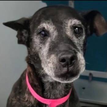 Rescue Mixed Breed and Black Labrador Retriever Dogs for Adoption in Spring Hill, Kansas - Iris | PetCurious