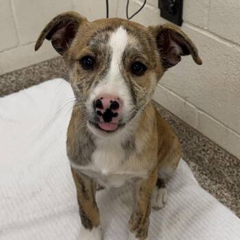 Mixed Breed Dogs Available for Adoption - Sapphire | PetCurious